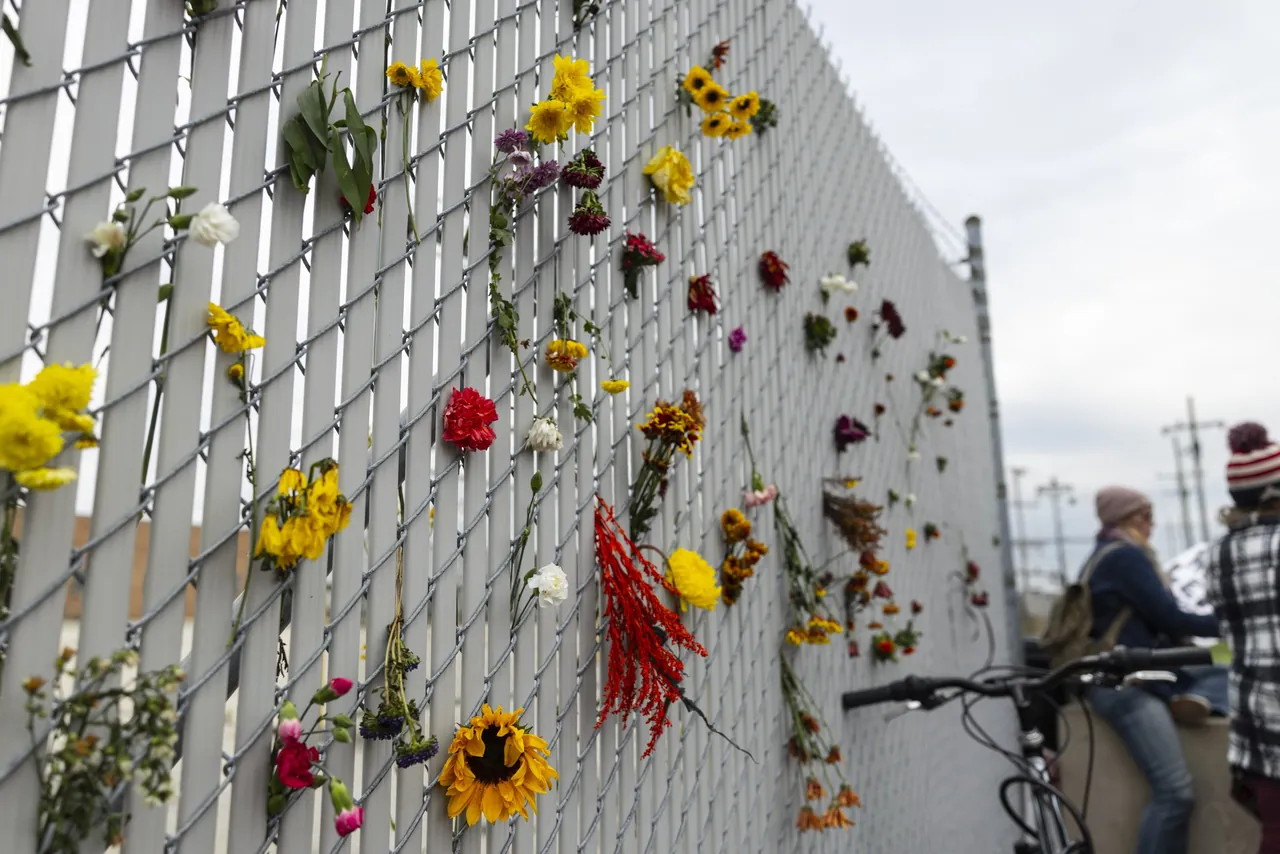 Flowers pushed through a chain-link fence