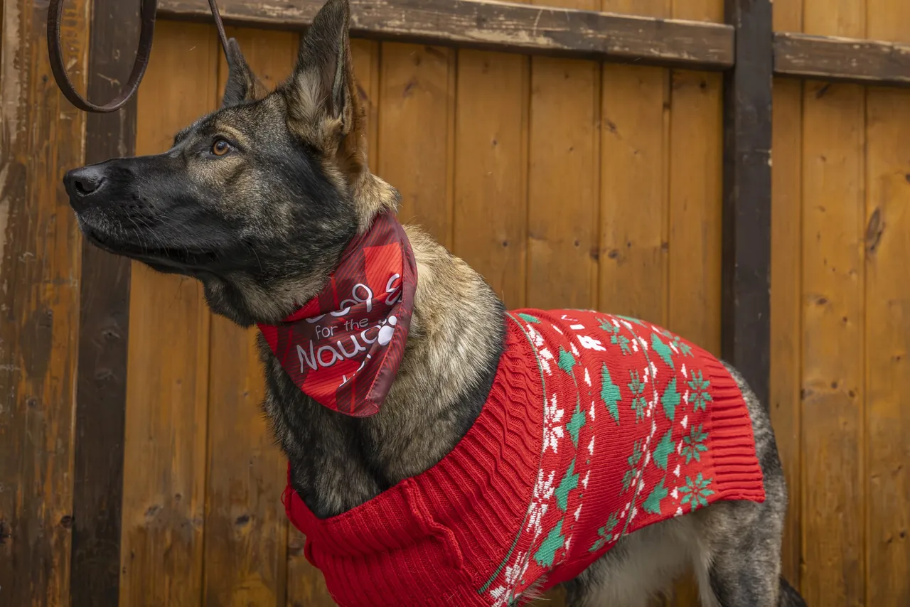 A dog in a Christmas sweater and bandana